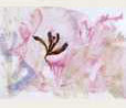collage_02